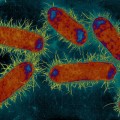 Ecoli-close-up