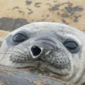 Elephant Seal Tracked Traveling 29,000 km
