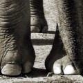 Elephant’s Sixth Toe Re-Discovered