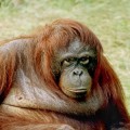 Endangered Orang-utans Digest Their Own Muscles For Survival