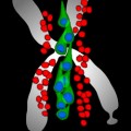 Evolution’s gift may also be at the root of a form of autism