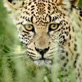 Extinction threat due to habitat loss greater than believed