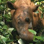 Female Sumatran Rhino May Be The Key to Saving The Species