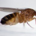 Gene Discovery Sheds Light On How Fruit Flies Retreat From Heat
