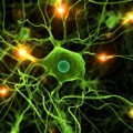 Gene therapy shows promise in neuron repair