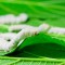 Genetically Modified Silk Worms Yield Super Strong Silk