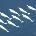 Georgia Aquarium’s controversial plan to move 18 wild beluga whales into captivity