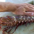 Giant Asian Tiger Prawn Threatens Texas Gulf Coast