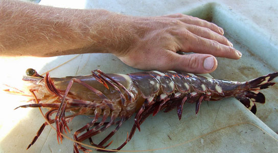 Hq photos, Prawn wallpapers, Prawn photos and pictures, Prawn photo gallery