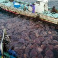 Giant jellyfish clogging fishing nets in Japan