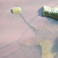 Global warming harmful to lakes