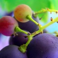 Grape seed extract kills head and neck cancer cells