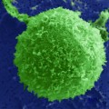 Green cells adhere weakly without tethers and are rapidly removed