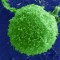 Green cells adhere weakly without tethers and are rapidly removed