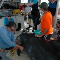 Gulf Dolphins Severely ill
