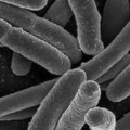 Gut Bacteria's Key Role in Immunity