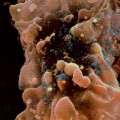 HIV-cell