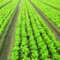 Halving the food losses