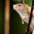 Harvest Mouse