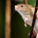 Harvest Mouse
