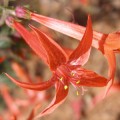 human noise effect on plants