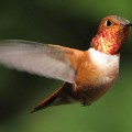 Hummingbirds pay no attention to flower color