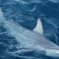 Hybrid Sharks Discovered Near Australia