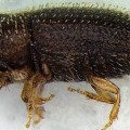 Hypothenemus-hampei
