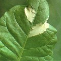 In plants, hormone signaling substitutes for an immune system