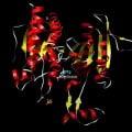 Isocitrate_dehydrogenase