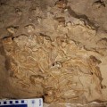 Juvenile Protoceratops Andrewsi Dinosaurs Nest Discovered