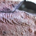 Juvenile example of the rangeomorph fossil Charnia