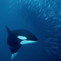 Killer whale