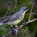 Kirtland’s Warblers Endangered Species of Birds