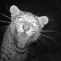 Leopard Photographed In Afghan Mountains