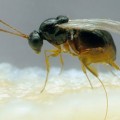 Leptopilina_boulardi