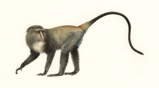 Lesula, a new species of monkey