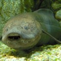 Lungfish Walks Underwater