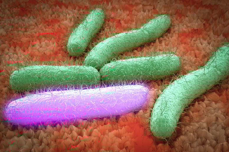 Chemical Engineers Boost Bacteria’s Production of Useful Chemicals