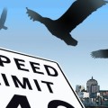 MIT researchers find critical speed for birds and drones