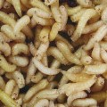 Maggots May Clean Wounds Faster Than Surgery
