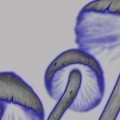 Magic mushrooms effect brain memories