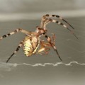 Male Spiders Sacrifice Themselves To Mates For The Kids