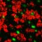 Mice Can Sense Oxygen Levels in the Environment