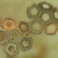 Microscopic Origami Boxes Fold-Up On Their Own
