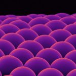 Microscopic lenses made of calcium