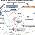 Model for the action of longevity-control genes whose expressions are suppressed by spaceflight