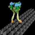Molecular Motor Dynein Exhibts Strut Like Movement