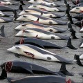 More Dolphins Being Eaten in Poor Countries