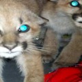 Mountain Lion Cubs Rescued in California
